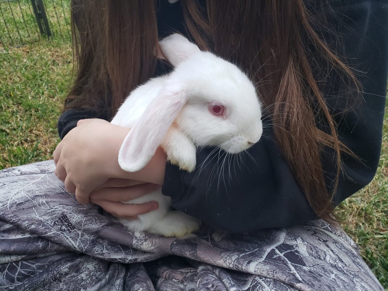 Mini Lop Brother & Sister – Fully Vaccinated, 15 Weeks Carousel 2