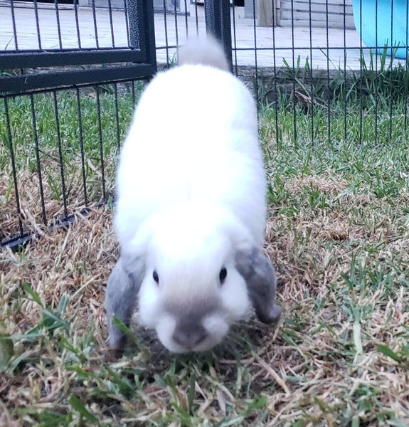 Mini Lop Brother & Sister – Fully Vaccinated, 15 Weeks Carousel 7