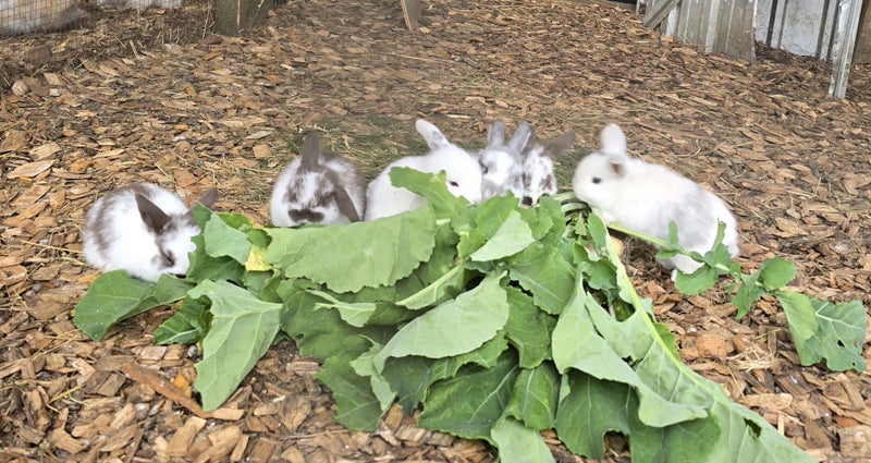 Mini Lop Kits Carousel 9