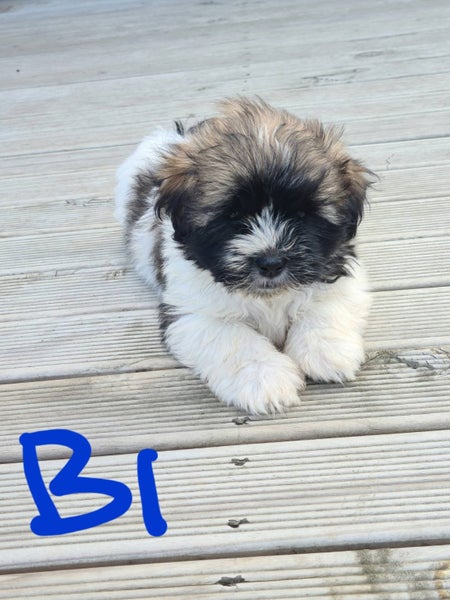 Maltese Shihtzu x Carousel 1