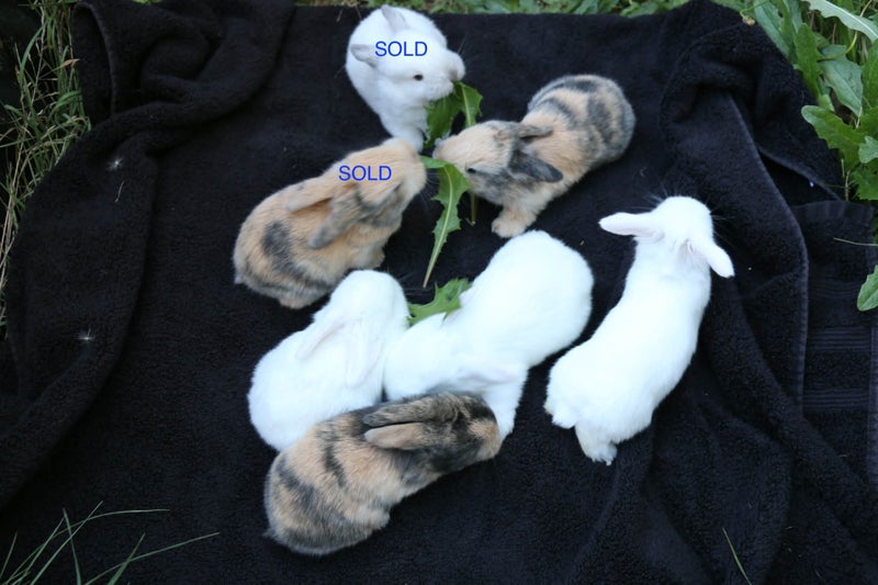 Mini Lop Bunnies Carousel 1