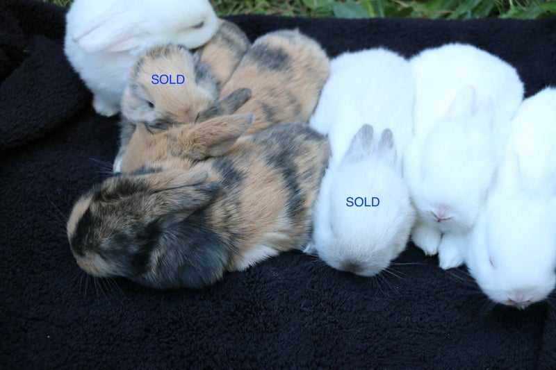 Mini Lop Bunnies Carousel 2
