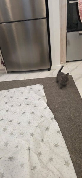 Russian Blue Ragdolls kittens Carousel 1