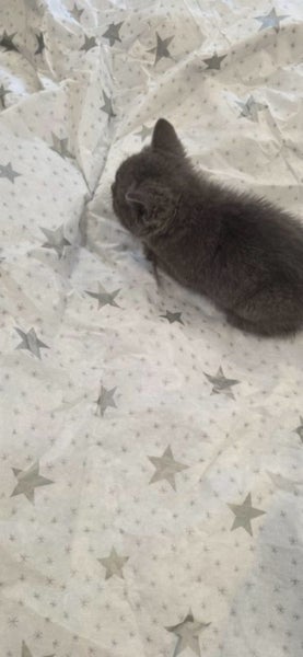 Russian Blue Ragdolls kittens Carousel 2