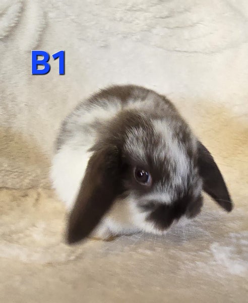 Mini Lop Kits Carousel 1