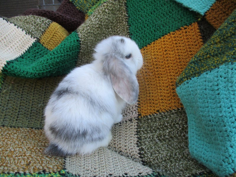 Mini Lop Rabbits Carousel 1
