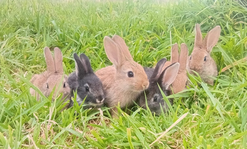 Flemish giant baby Bunnies Carousel 1