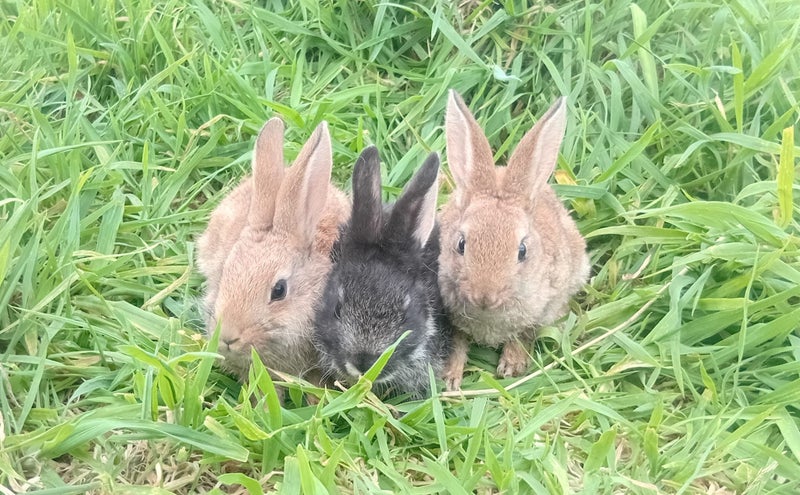 Flemish giant baby Bunnies Carousel 4