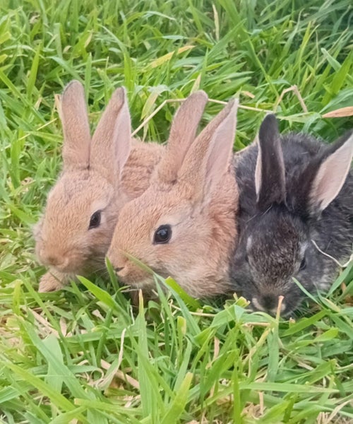 Flemish giant baby Bunnies Carousel 2