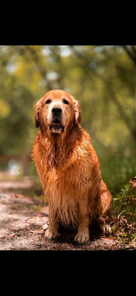 Golden Retriever Stud - Stew Carousel 16