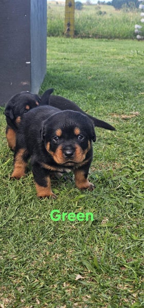 Beautiful Purebred Rottweiler Puppies Carousel 2