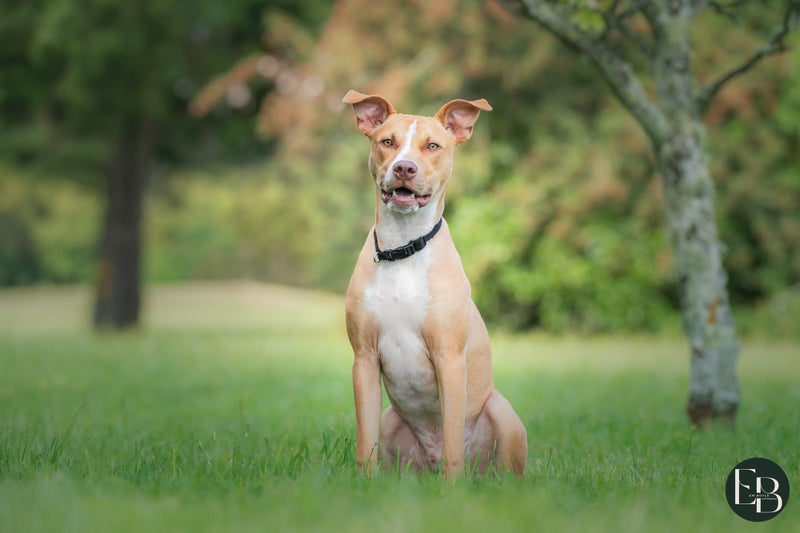 Cane (Ellie's Canine Rescue & Rehome) Carousel 2