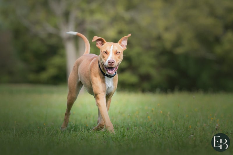 Cane (Ellie's Canine Rescue & Rehome) Carousel 4