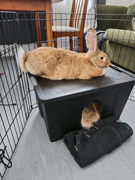 Purebred Flemish Giants Carousel 1