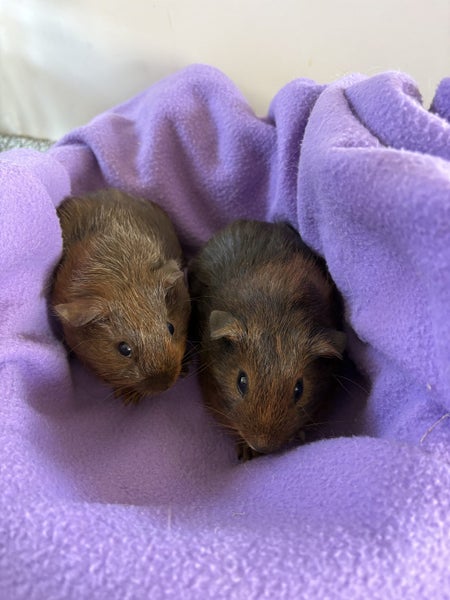 Guinea pig babies (boys and girls) Carousel 1