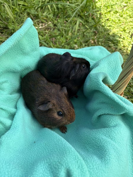Guinea pig babies (boys and girls) Carousel 2