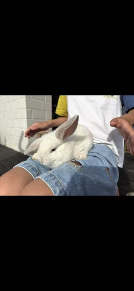 mini lop bunny Carousel 11