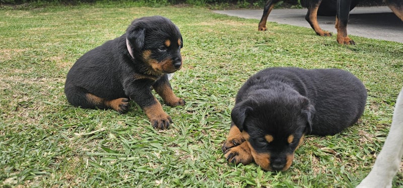 Beautiful Purebred Rottweiler Puppies Carousel 13