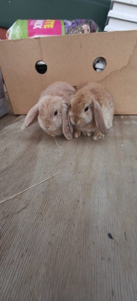 Minilop kits Carousel 1