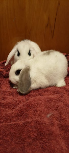 Minilop kits Carousel 5