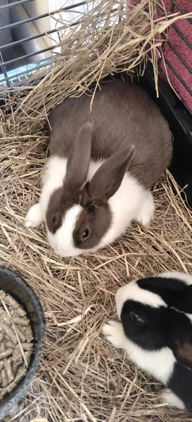 Dutch Chocolate/Black kits Carousel 2