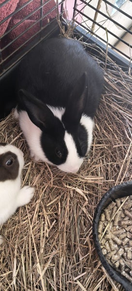 Dutch Chocolate/Black kits Carousel 3