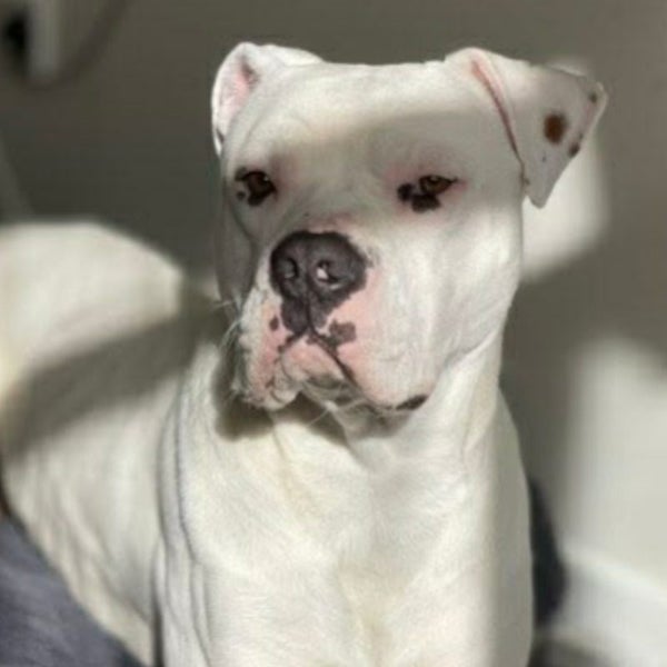 Taper - Boxer X - BOI Animal Rescue Trust Carousel 1