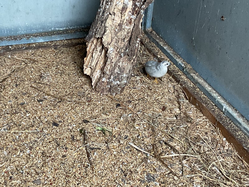 Quail pair Carousel 2