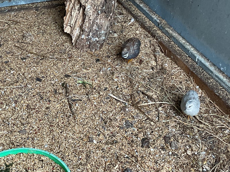 Quail pair Carousel 3