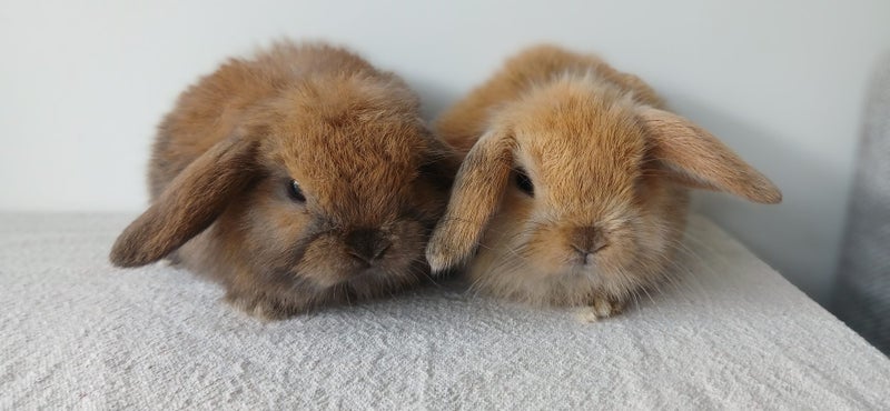 Purebred Mini Lop Baby Bunnies. Miniature Lops Available Carousel 1