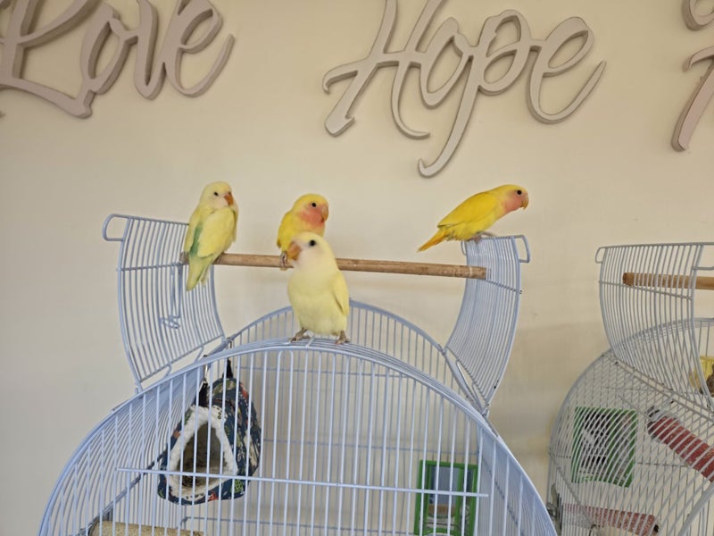 Lovebird Carousel 2
