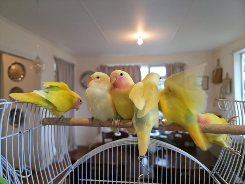 Lovebird Carousel 1