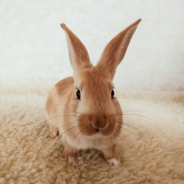 Adorable Dutch Cross rabbits Carousel 5