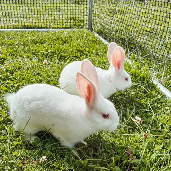 Adorable Dutch Cross rabbits Carousel 2