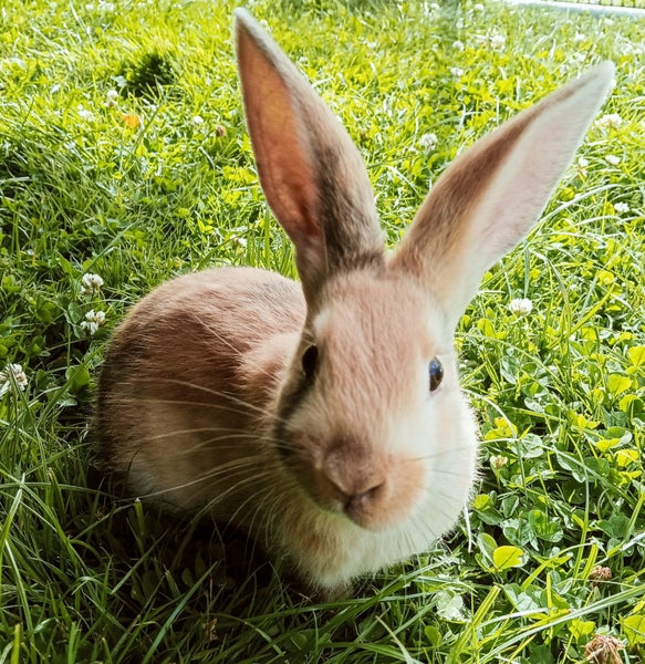 Adorable Dutch Cross rabbits Carousel 1