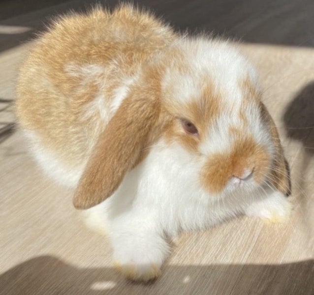 Purebred mini lop bunnies Carousel 1