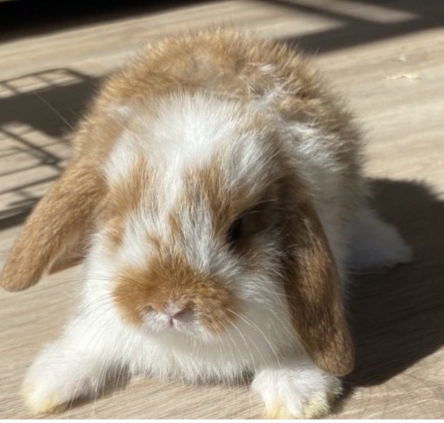 Purebred mini lop bunnies Carousel 2