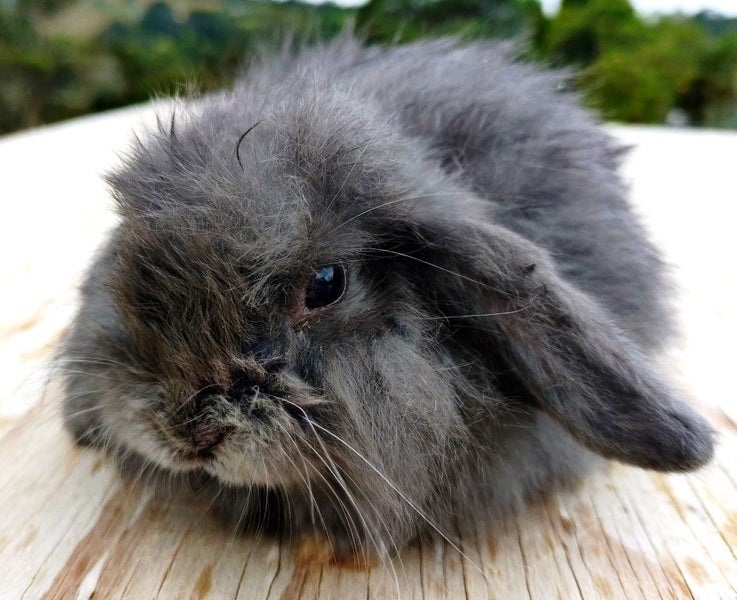 Baby Rabbits - Cute & Attractive Carousel 12