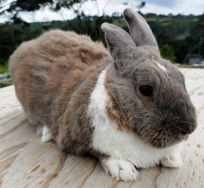 Rabbit - Attractive and Healthy Carousel 1