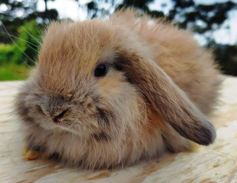 Baby Rabbits - Cute & Attractive Carousel 2