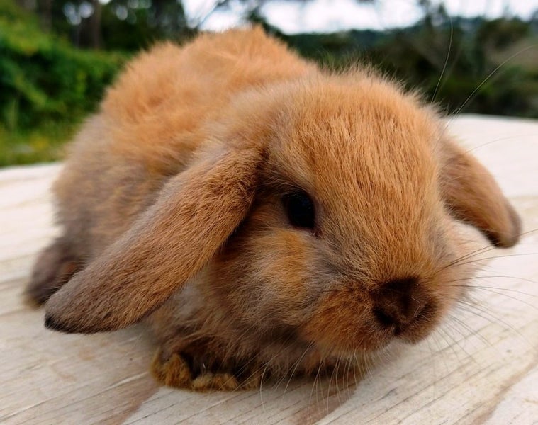 Baby Rabbits - Cute & Attractive Carousel 1