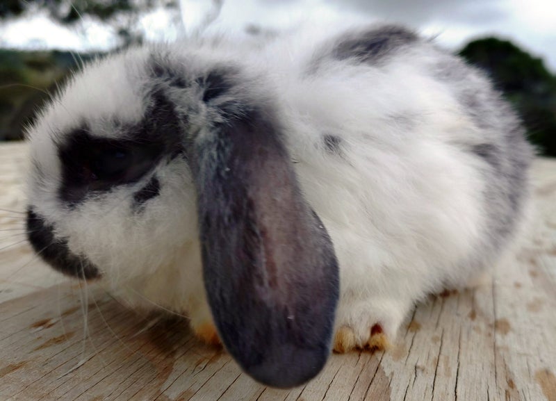 Baby Rabbits - Cute & Attractive Carousel 4