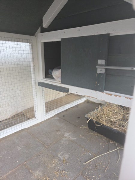 Beautiful Blue Eyed Purebred Mini Lop Carousel 9