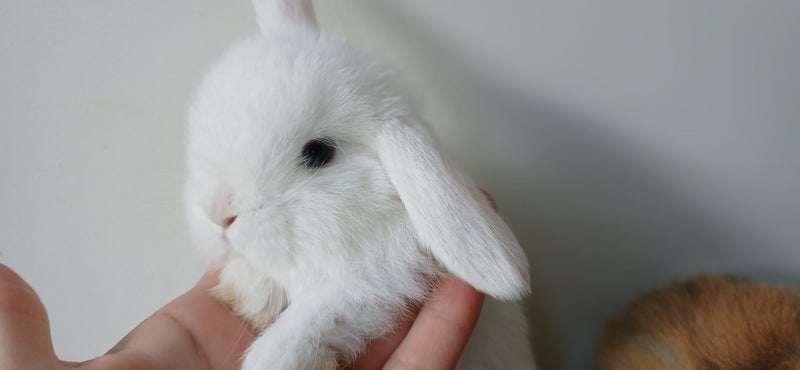 Purebred Mini Lop Baby Bunnies. Miniature Lops Available Carousel 3