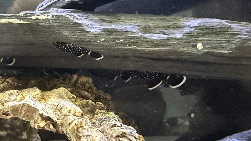 L181 Peppermint Pleco Carousel 1