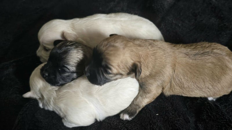 Chihuahua X Maltese Puppies Carousel 1