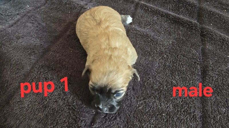 Chihuahua X Maltese Puppies Carousel 18