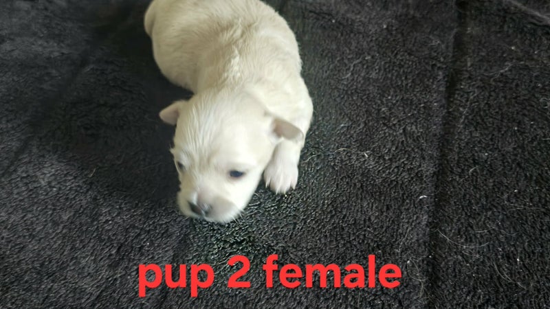 Chihuahua X Maltese Puppies Carousel 2