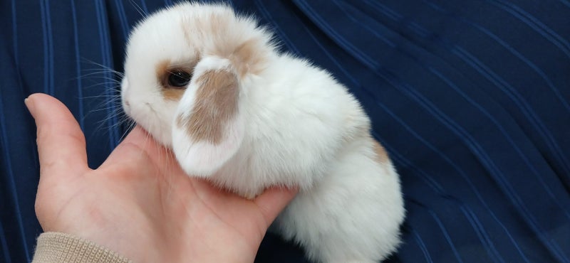 Purebred Mini Lop Baby Bunnies. Miniature Lops Available Carousel 1