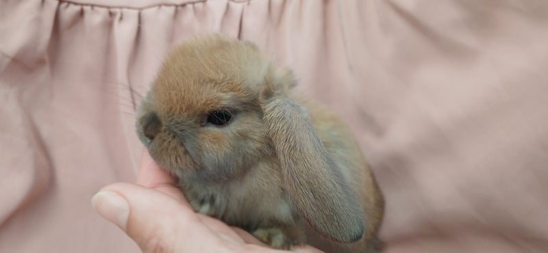 Purebred Mini Lop Baby Bunnies. Miniature Lops Available Carousel 9